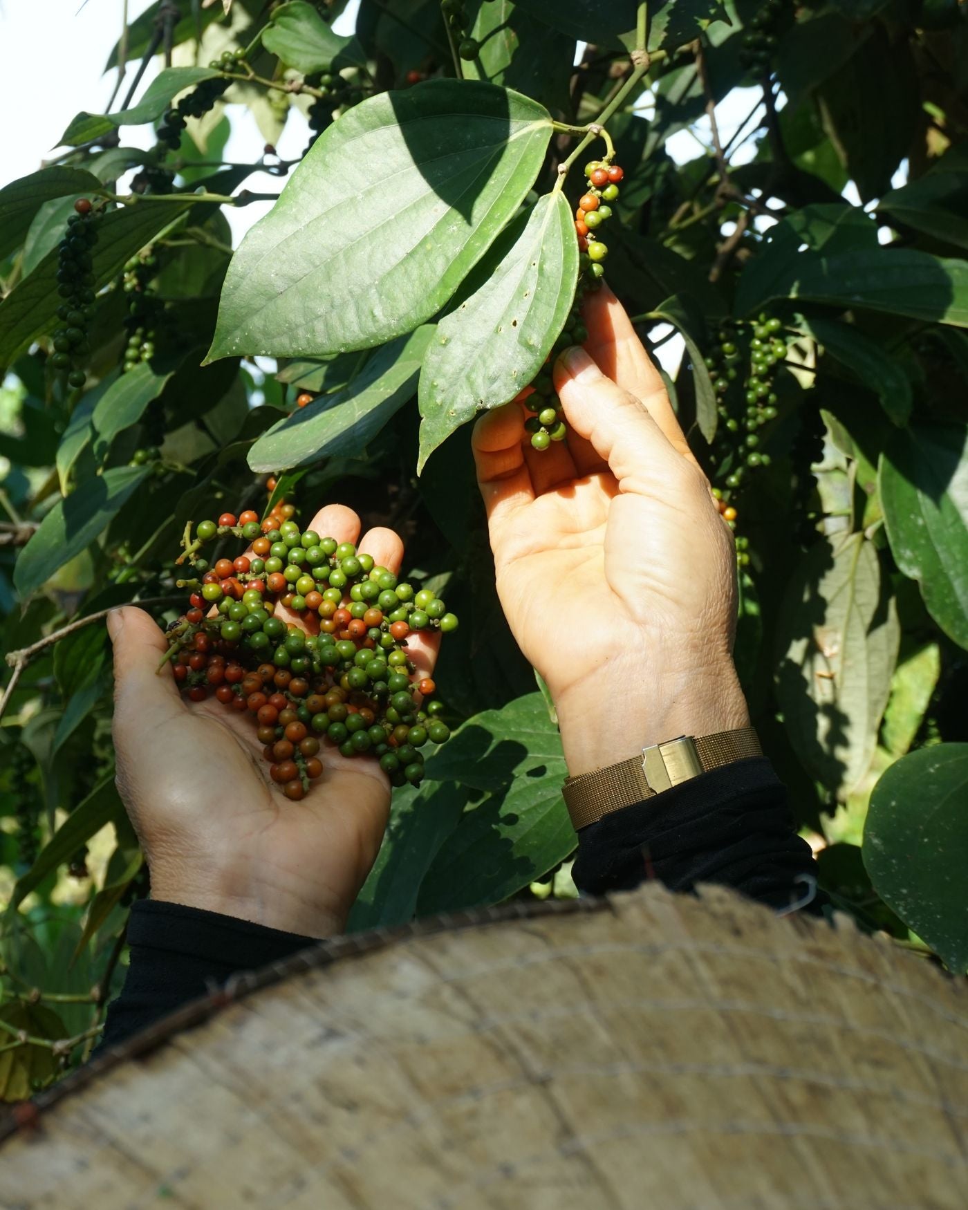 Handpicked at Peak Ripeness