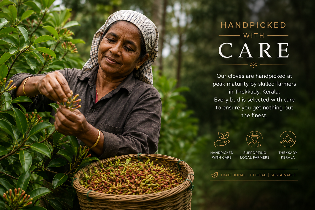 A farmer in Thekkady, Kerala handpicking clove buds at peak maturity into a woven basket