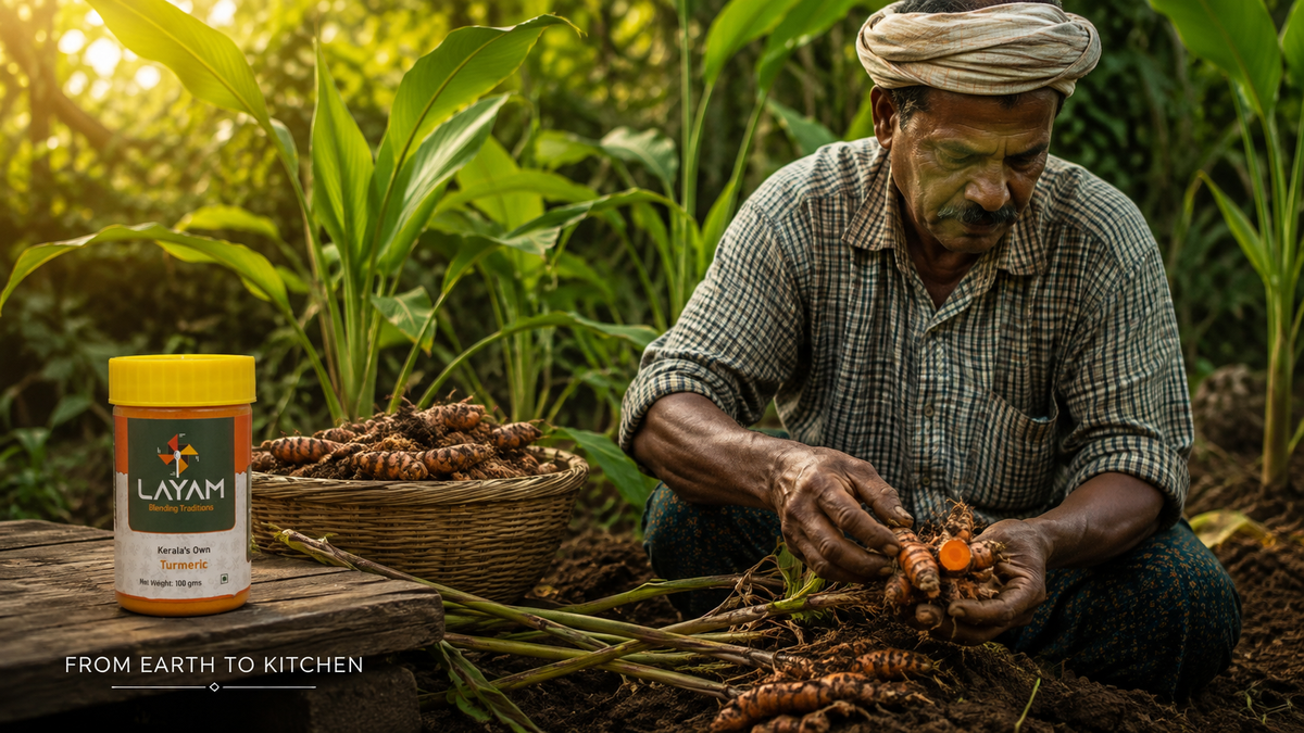 A farmer lifting fresh turmeric rhizomes from the soil in Kerala, with the LAYAM jar alongside
